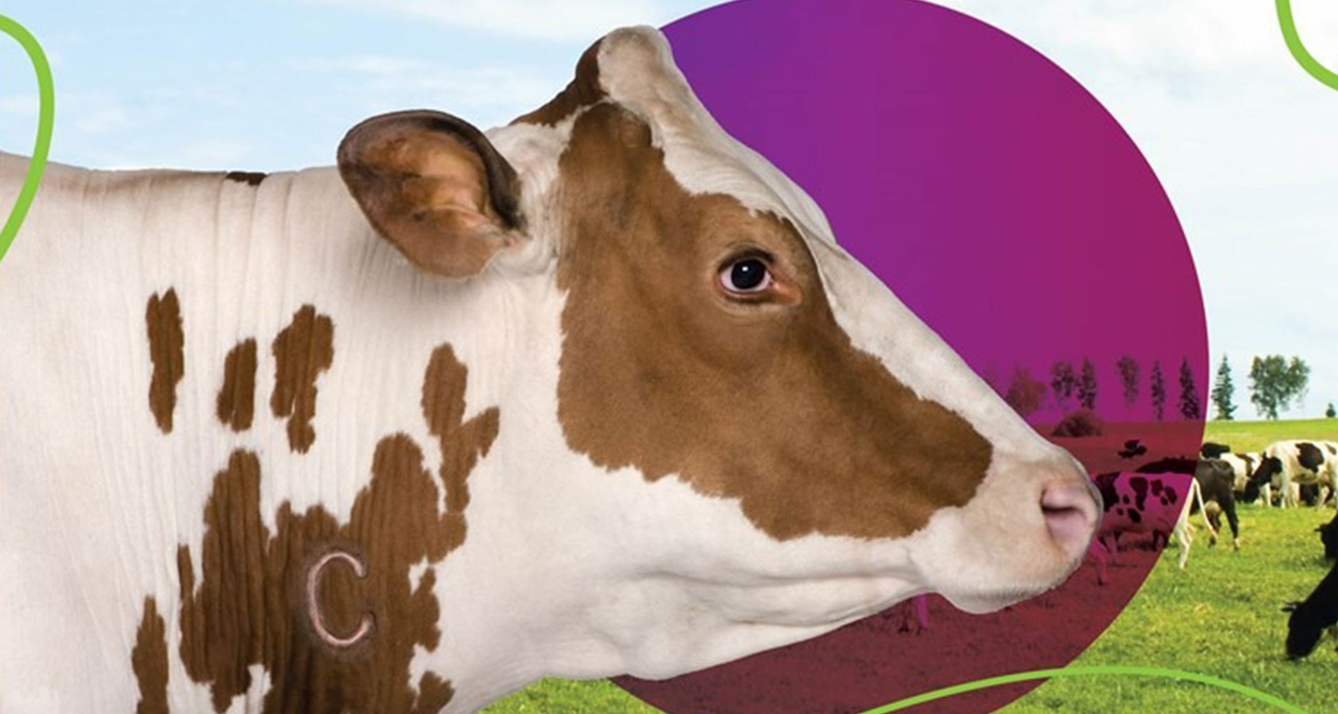 #BrakesonBrucellosis-Brucellosis: CATTLE BRANDING-C=Brucellosis Positive