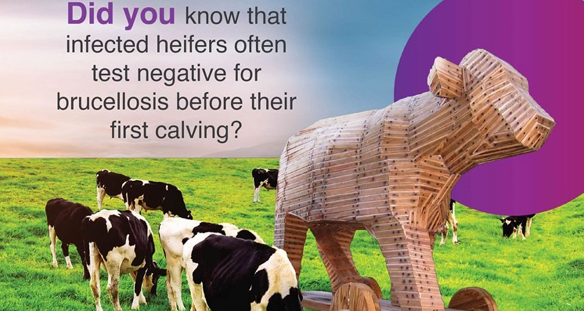 #BrakesonBrucellosis-Brucellosis: The Trojan Horse for your herd