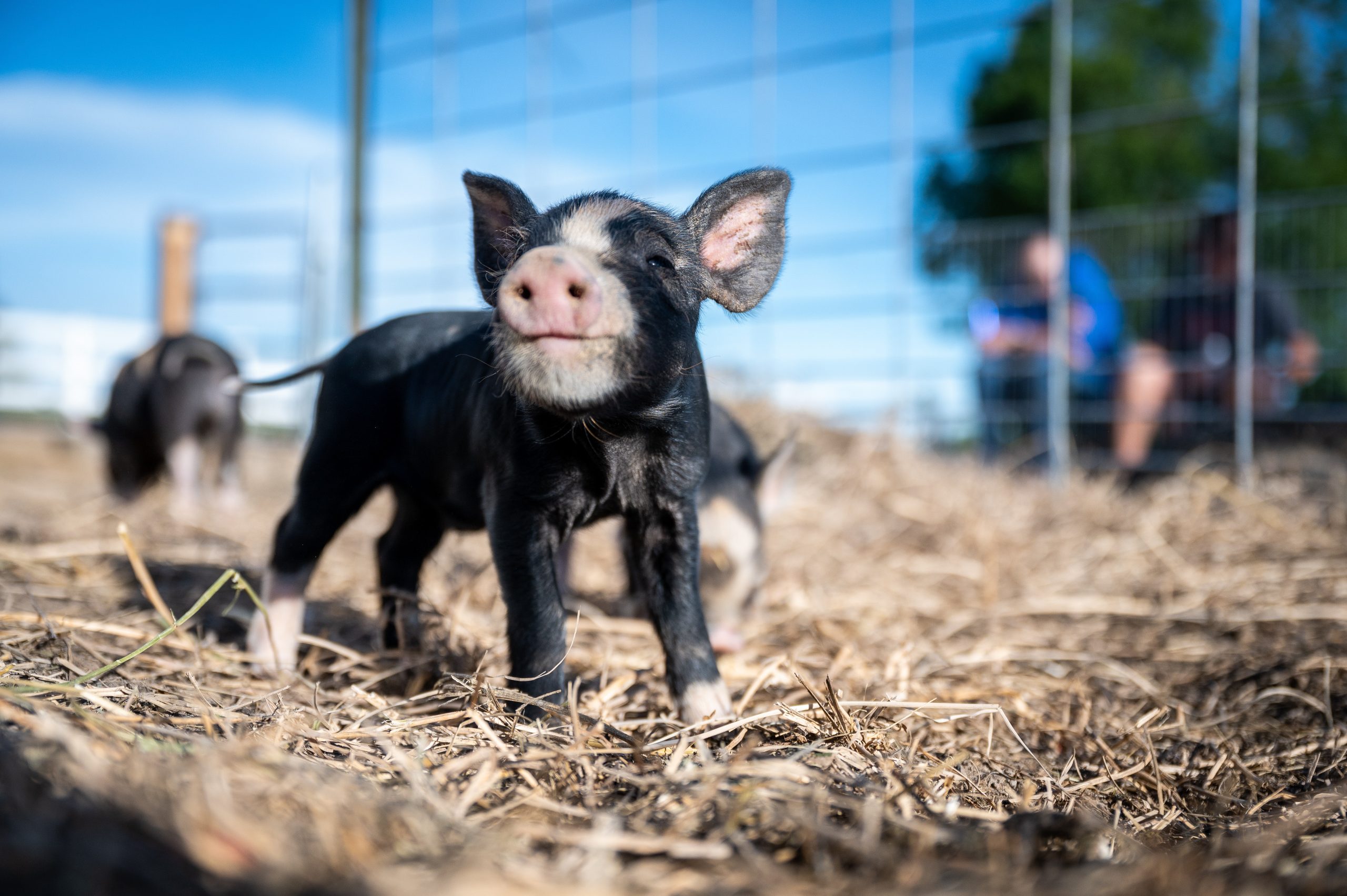 Free Webinar Invitation | Farm Animal Reproduction and the Role of Veterinary Diagnostics in Swine Farm Units | 4 December 19:00pm