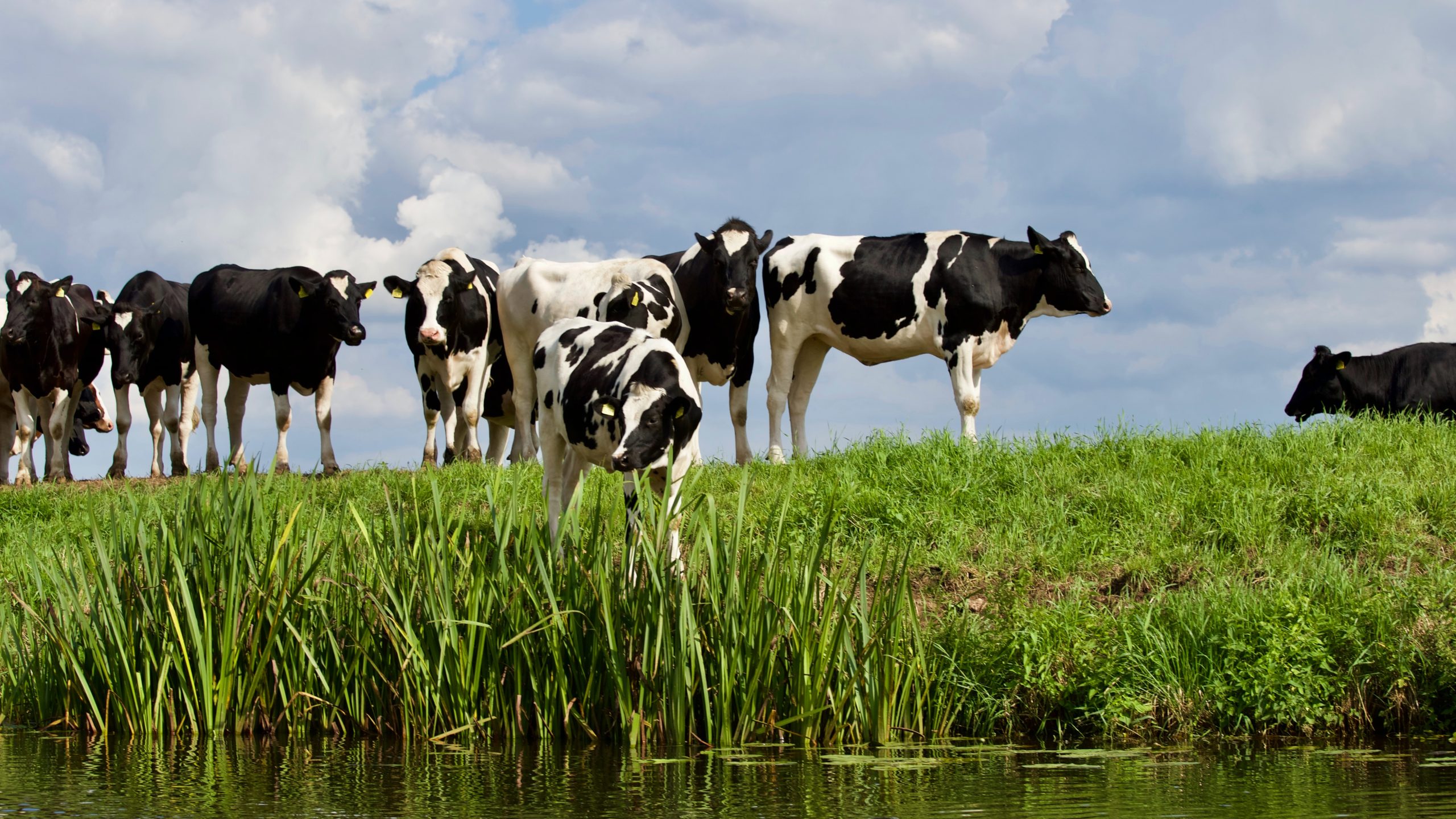 Dairy Standard Agency | Invite DSA Webinar | Managing flies on dairy farms | 22 November 2023